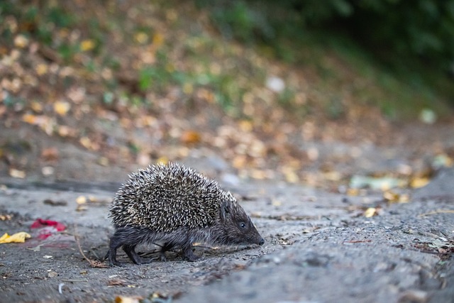 图片报：狼堡想挖多特体育总监凯尔，后者与多特合同到2027年